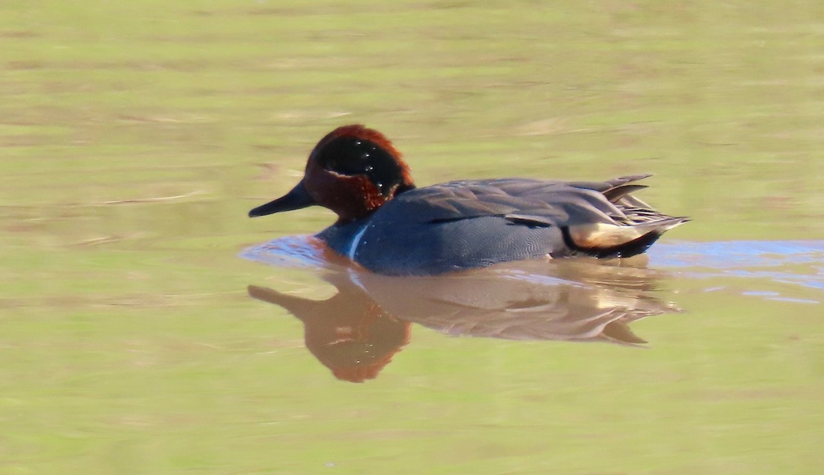 Green-winged Teal - ML527913311