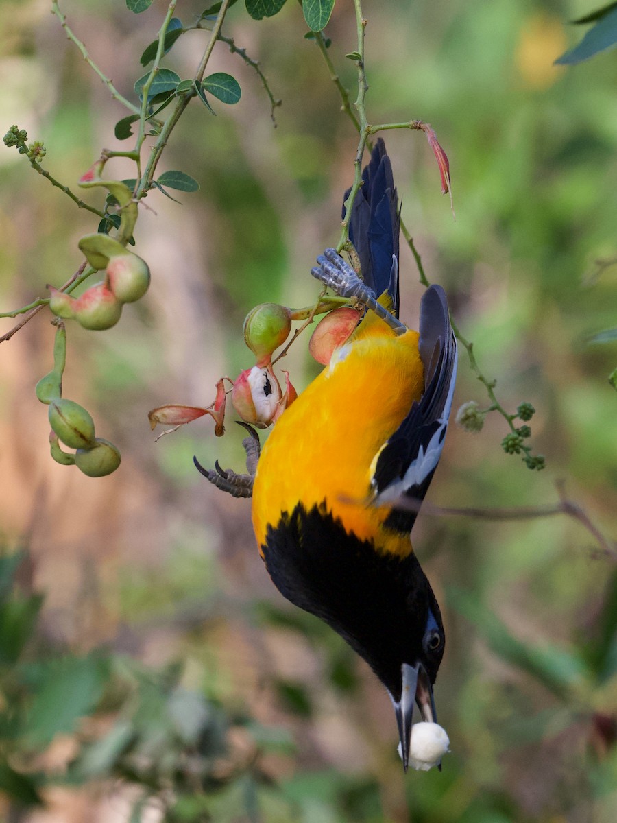 Venezuelan Troupial - ML527913341