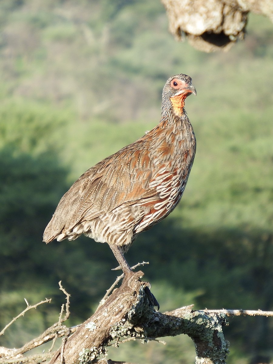 Francolin à poitrine grise - ML527913401