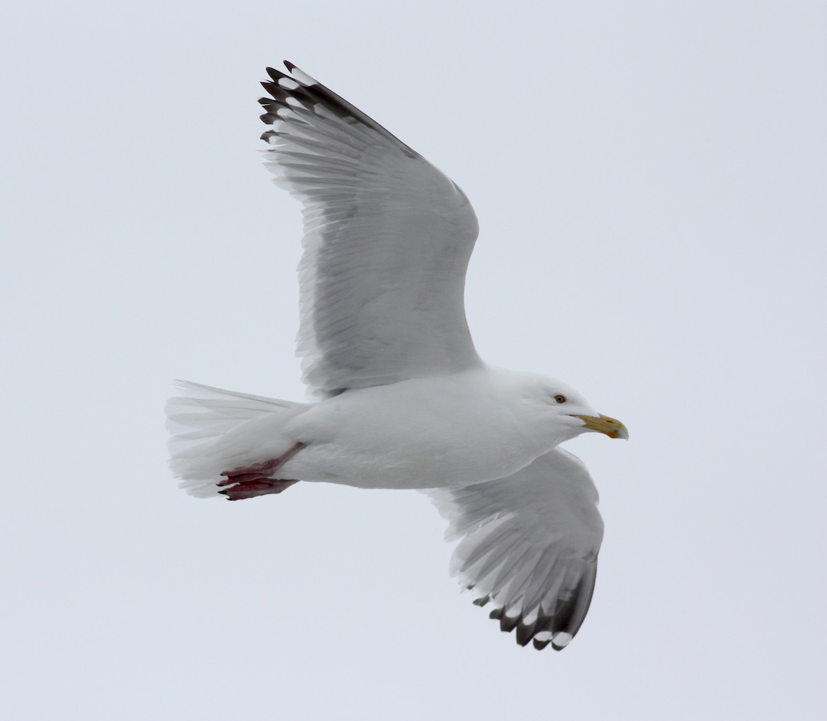 Herring Gull (American) - ML52791361