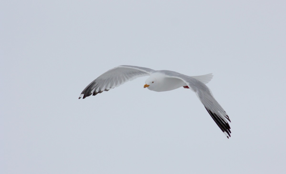 Herring Gull (American) - ML52791371