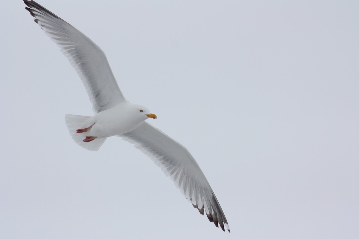 Herring Gull (American) - ML52791421