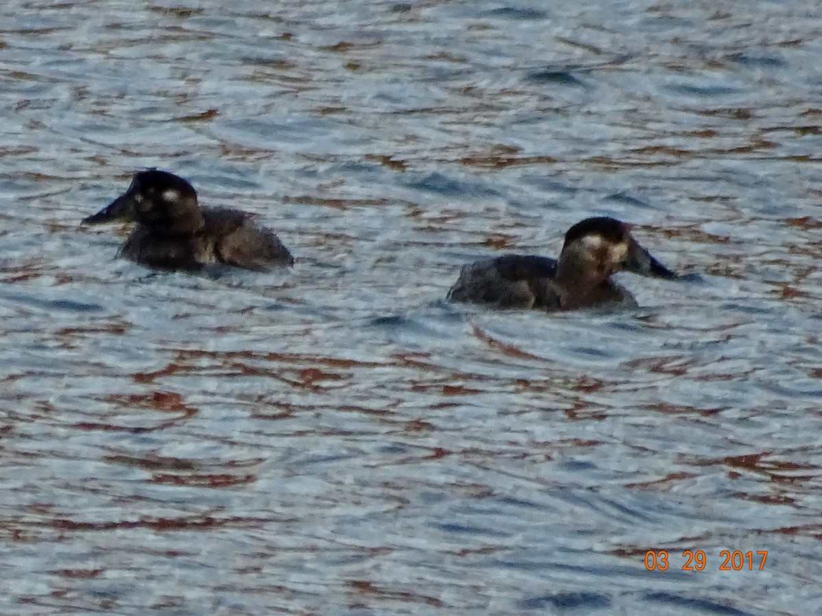 Surf Scoter - Rich  Rehrig