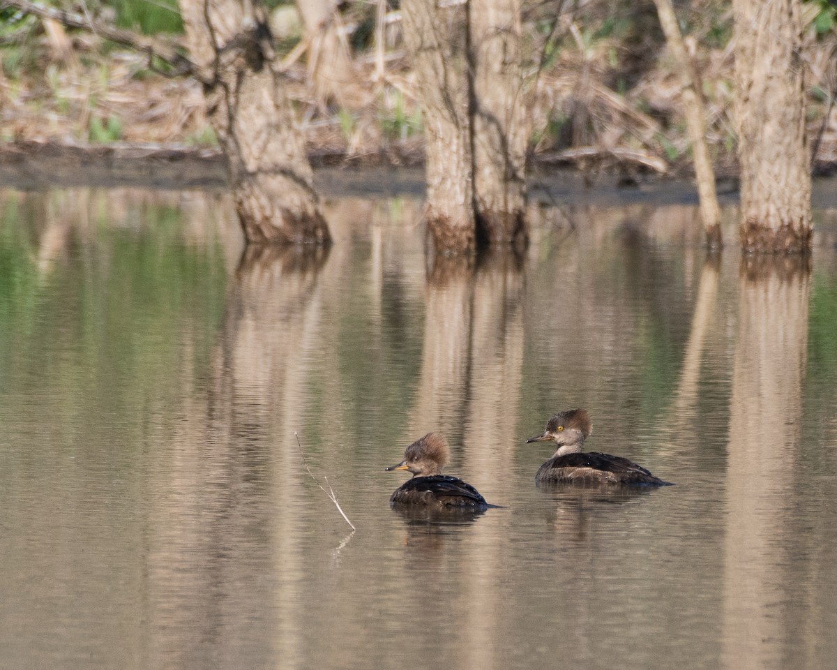 Hooded Merganser - ML52791451