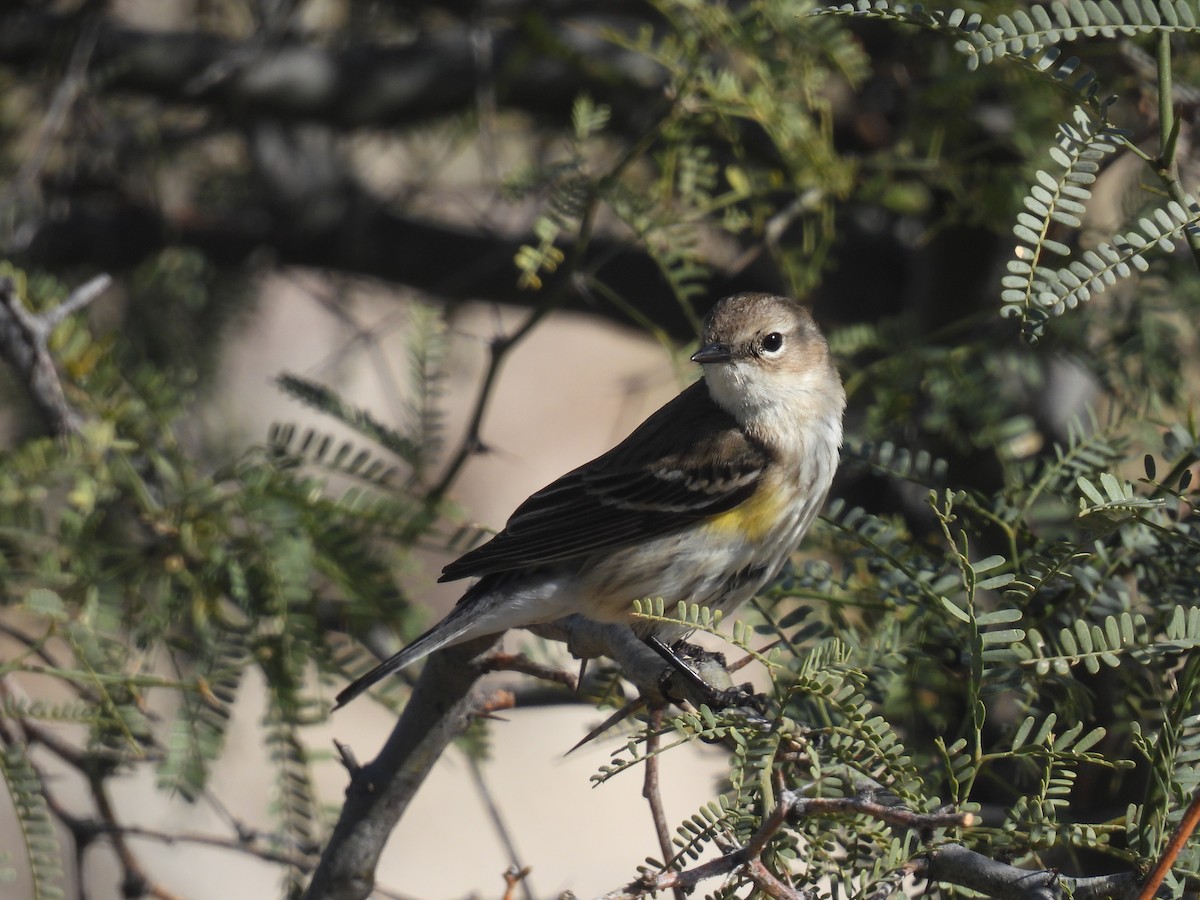 lesňáček žlutoskvrnný (ssp. coronata) - ML527914731