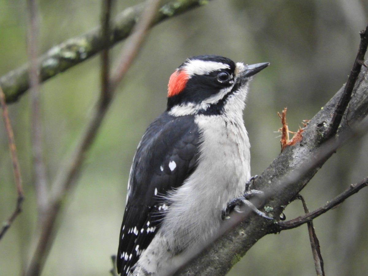 Downy Woodpecker - Cherie St.Ours