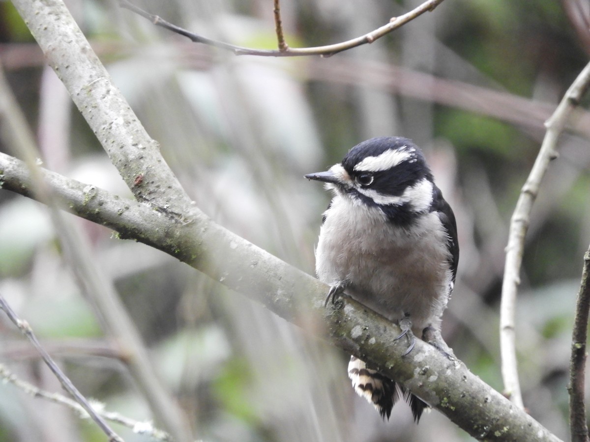 Downy Woodpecker - Cherie St.Ours