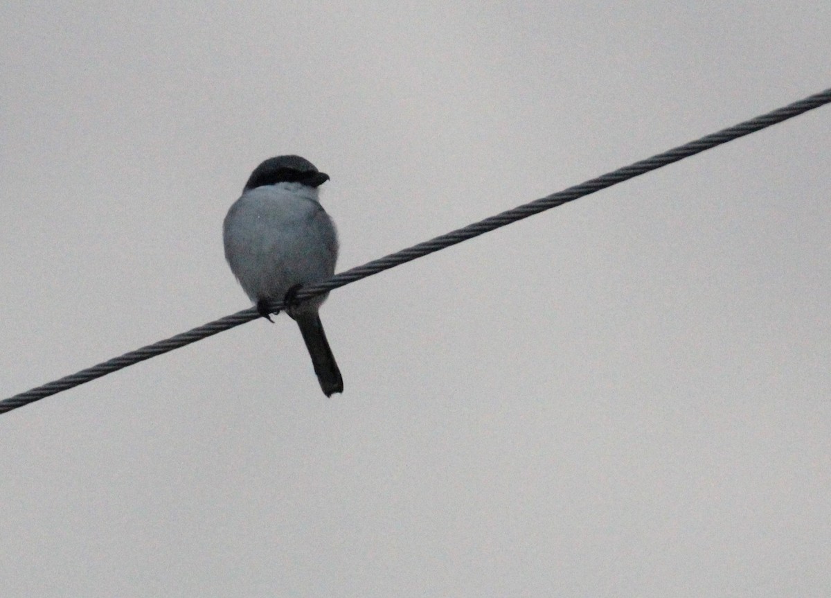 Loggerhead Shrike - ML527915091