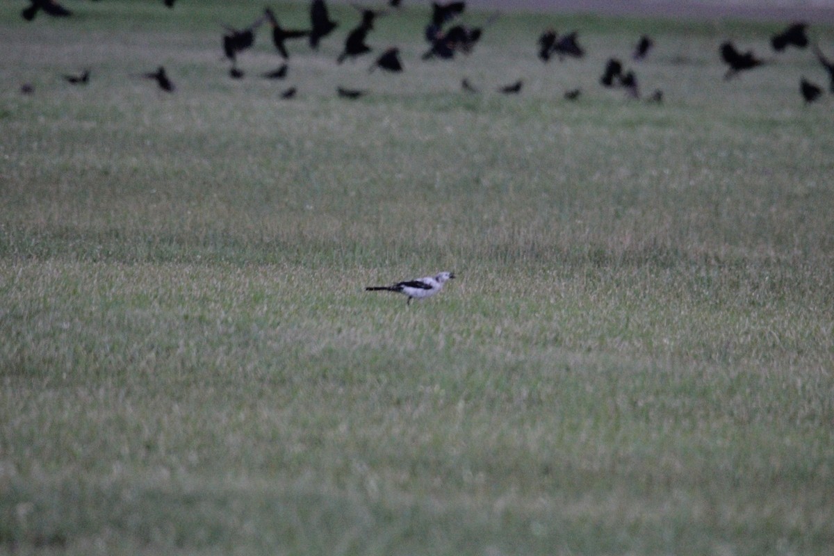 Common Grackle - ML527915211