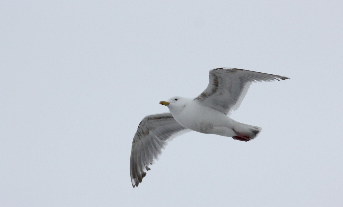 Iceland Gull (Thayer's) - ML52791531