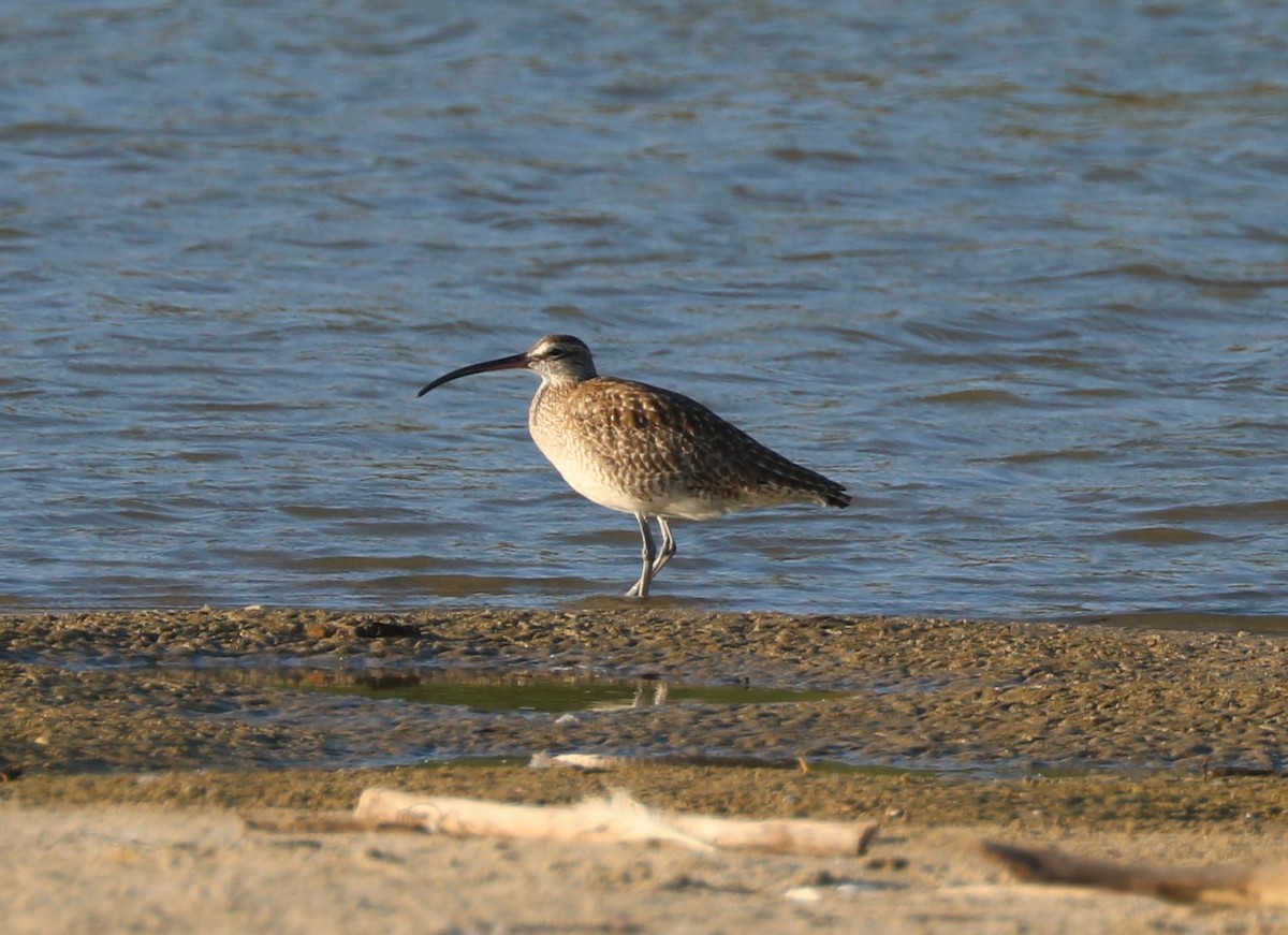 Regenbrachvogel - ML527915461