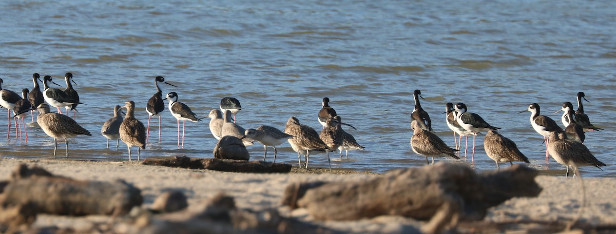 Whimbrel - adam zions