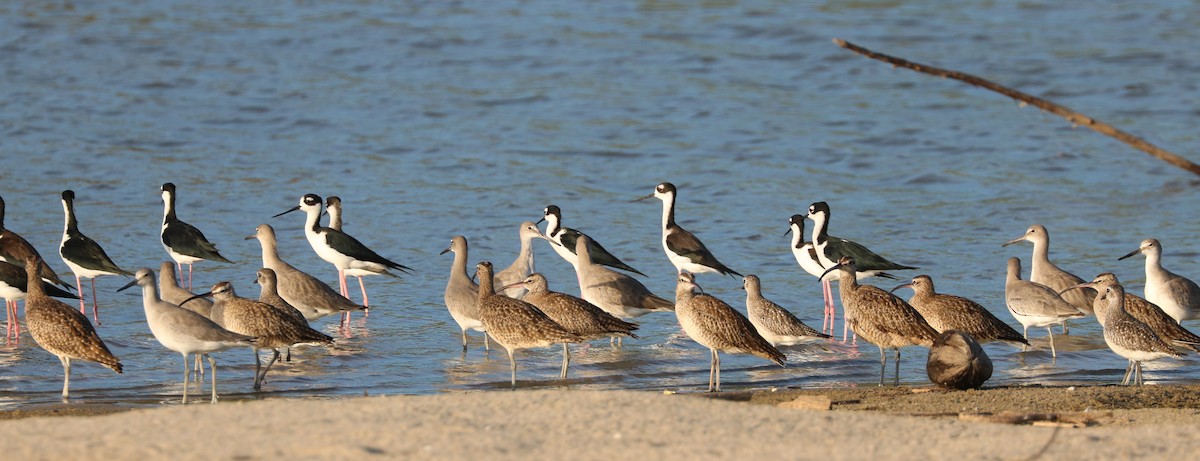 Whimbrel - ML527915481