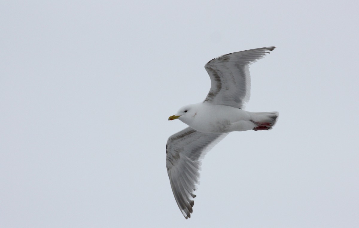 Iceland Gull (Thayer's) - ML52791591