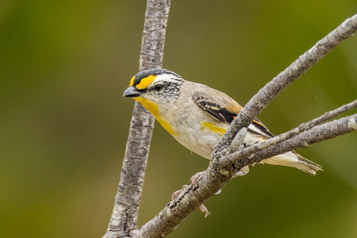 Striated Pardalote - Imogen Warren