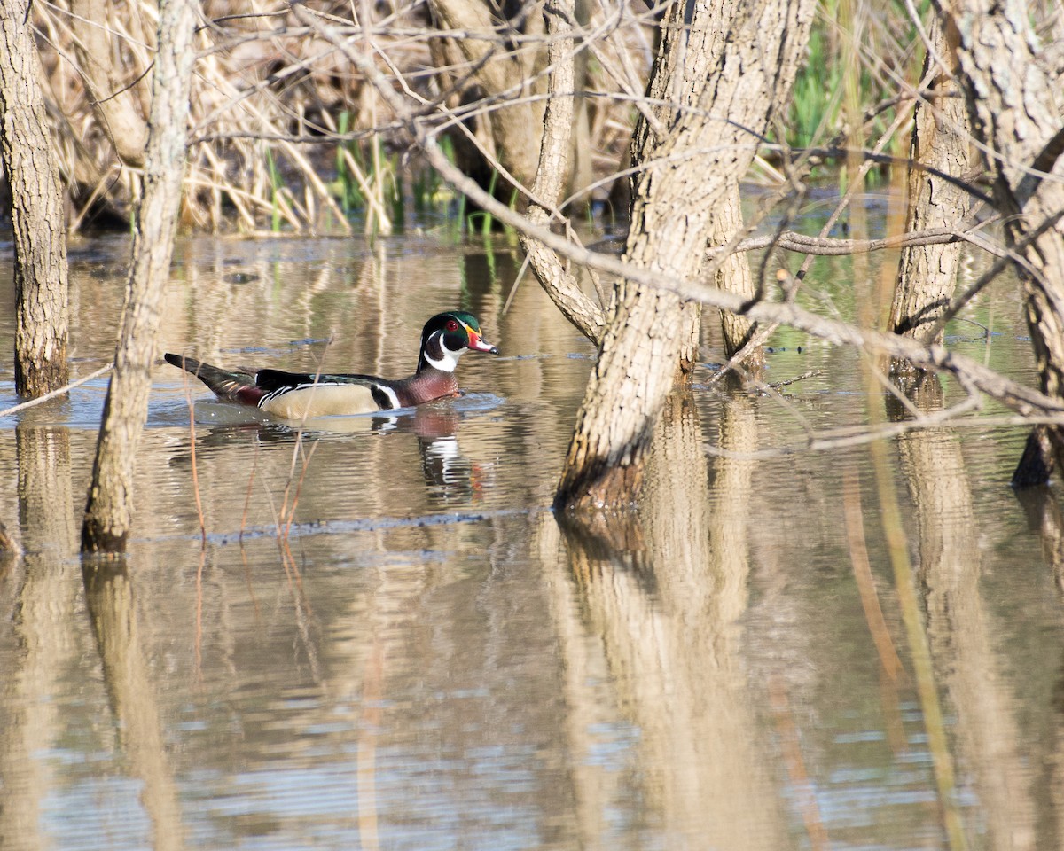 Wood Duck - ML52791721