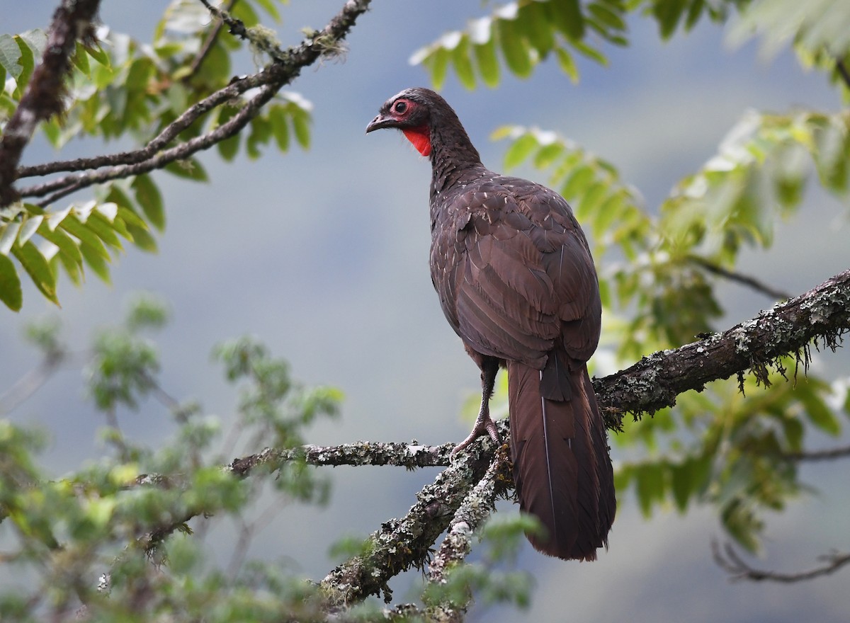 Red-faced Guan - Joshua Vandermeulen