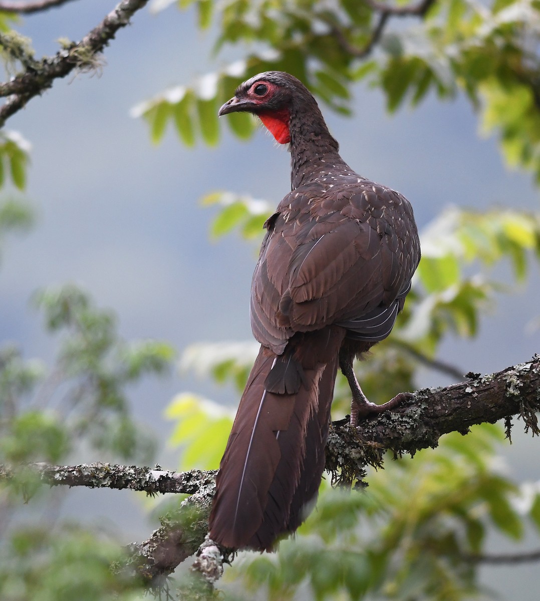 Red-faced Guan - ML527917221