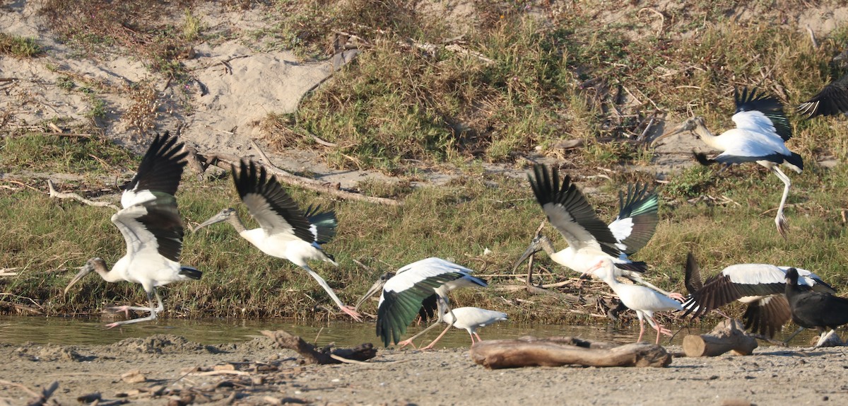 Wood Stork - ML527917891