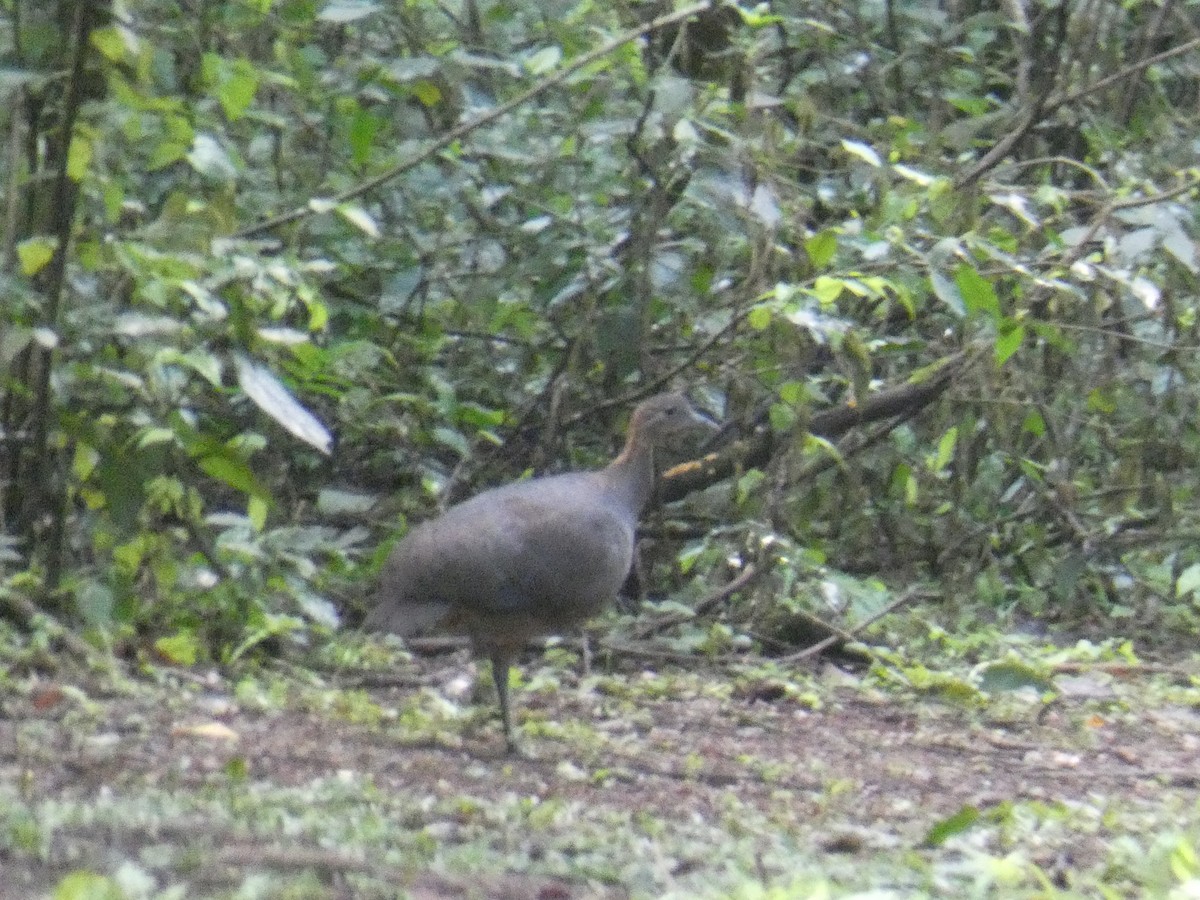 Solitary Tinamou - ML527917921