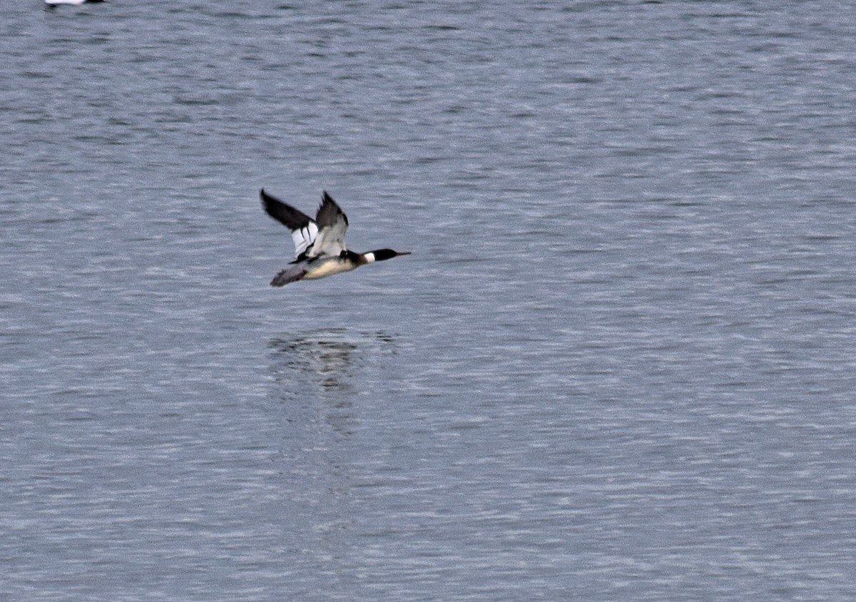 Common Merganser - ML527918121