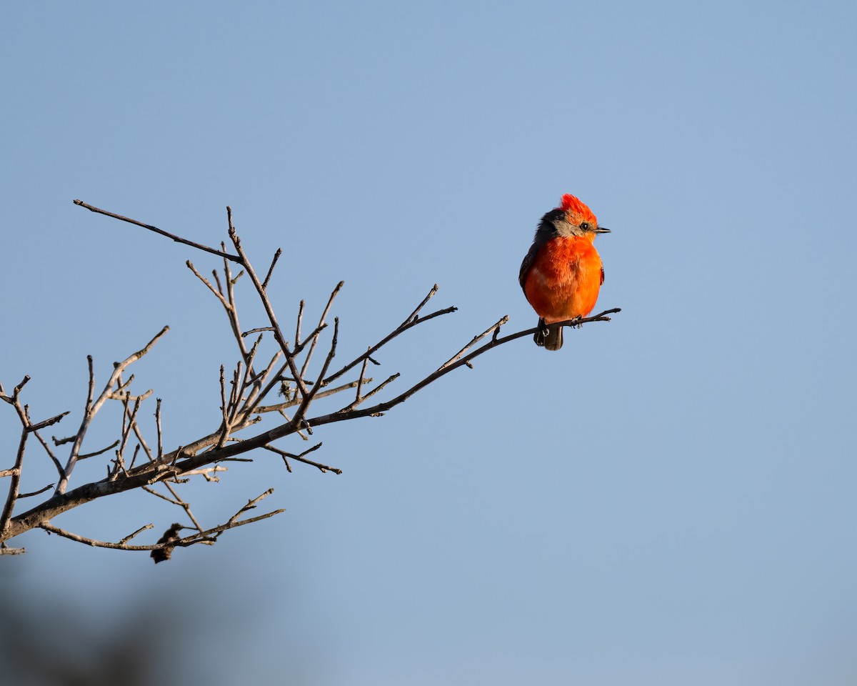 Vermilion Flycatcher - ML527918141