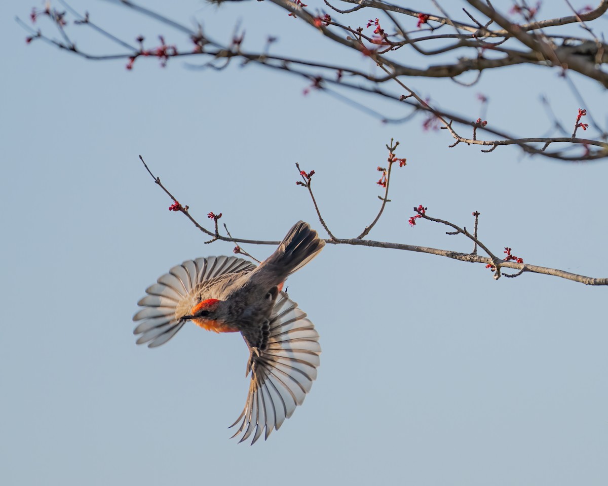 Vermilion Flycatcher - ML527918151