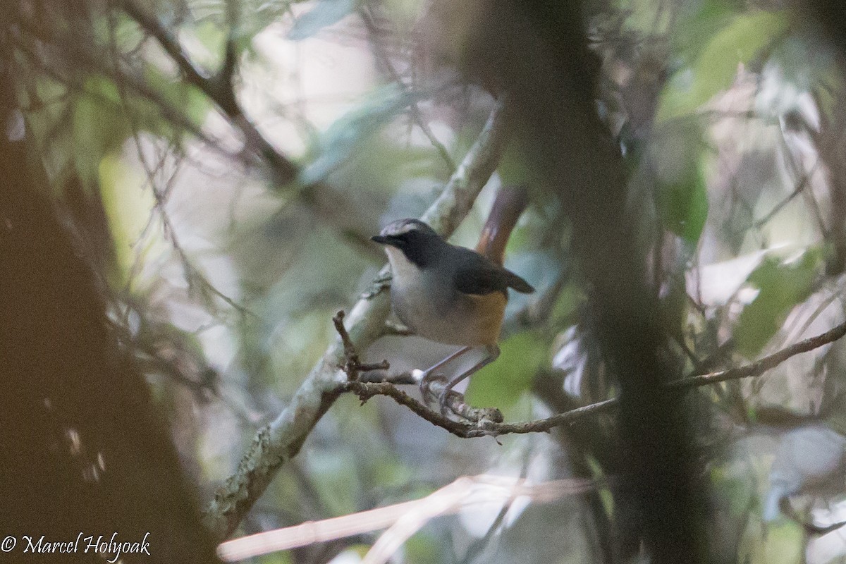 Olive-flanked Robin-Chat - ML527918551