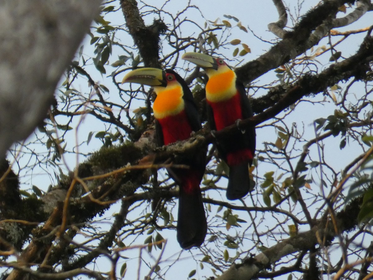 Red-breasted Toucan - ML527920351