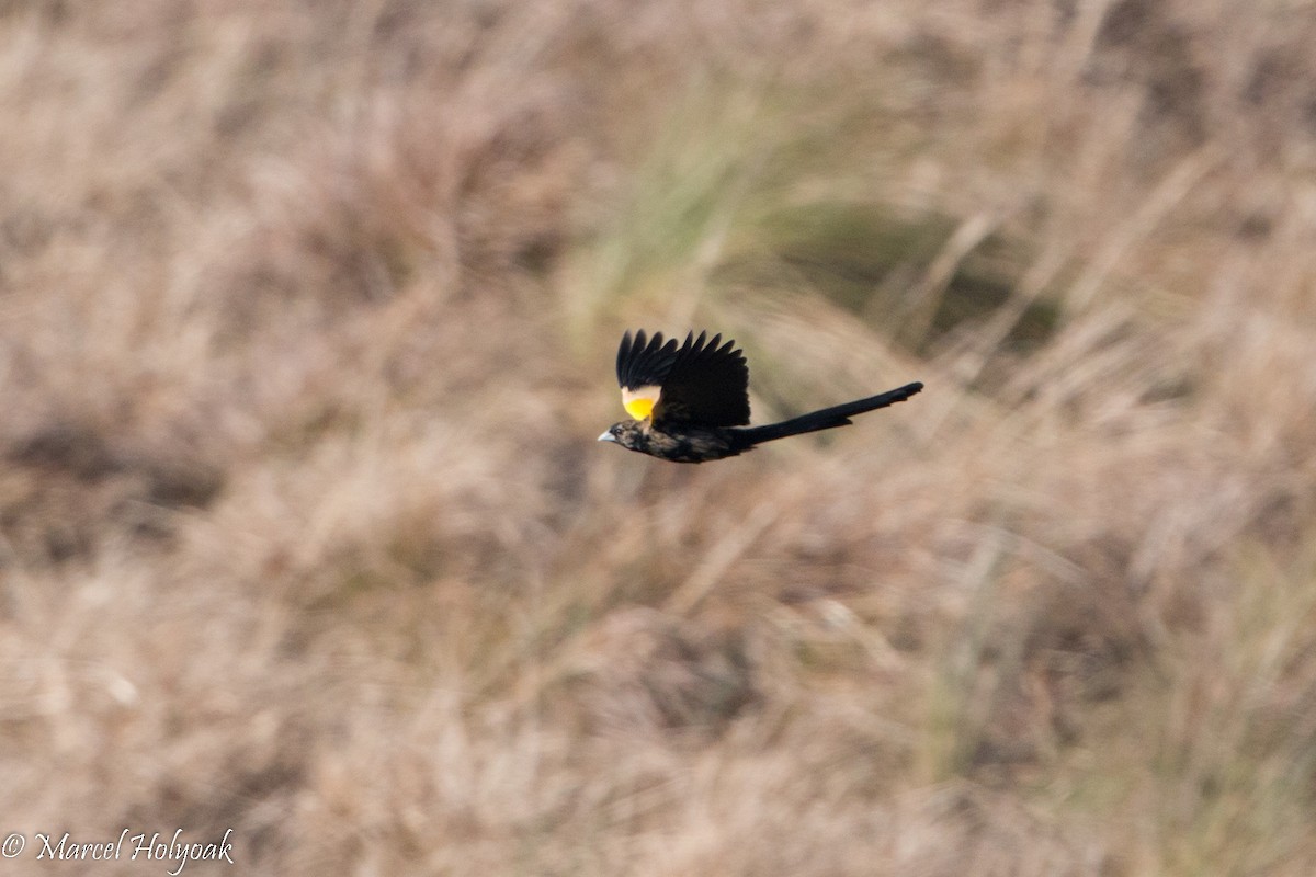 Buff-shouldered Widowbird - ML527921081