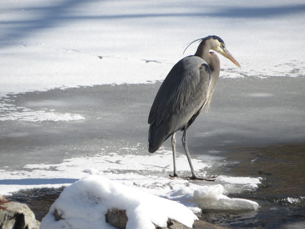 Great Blue Heron - ML527921711