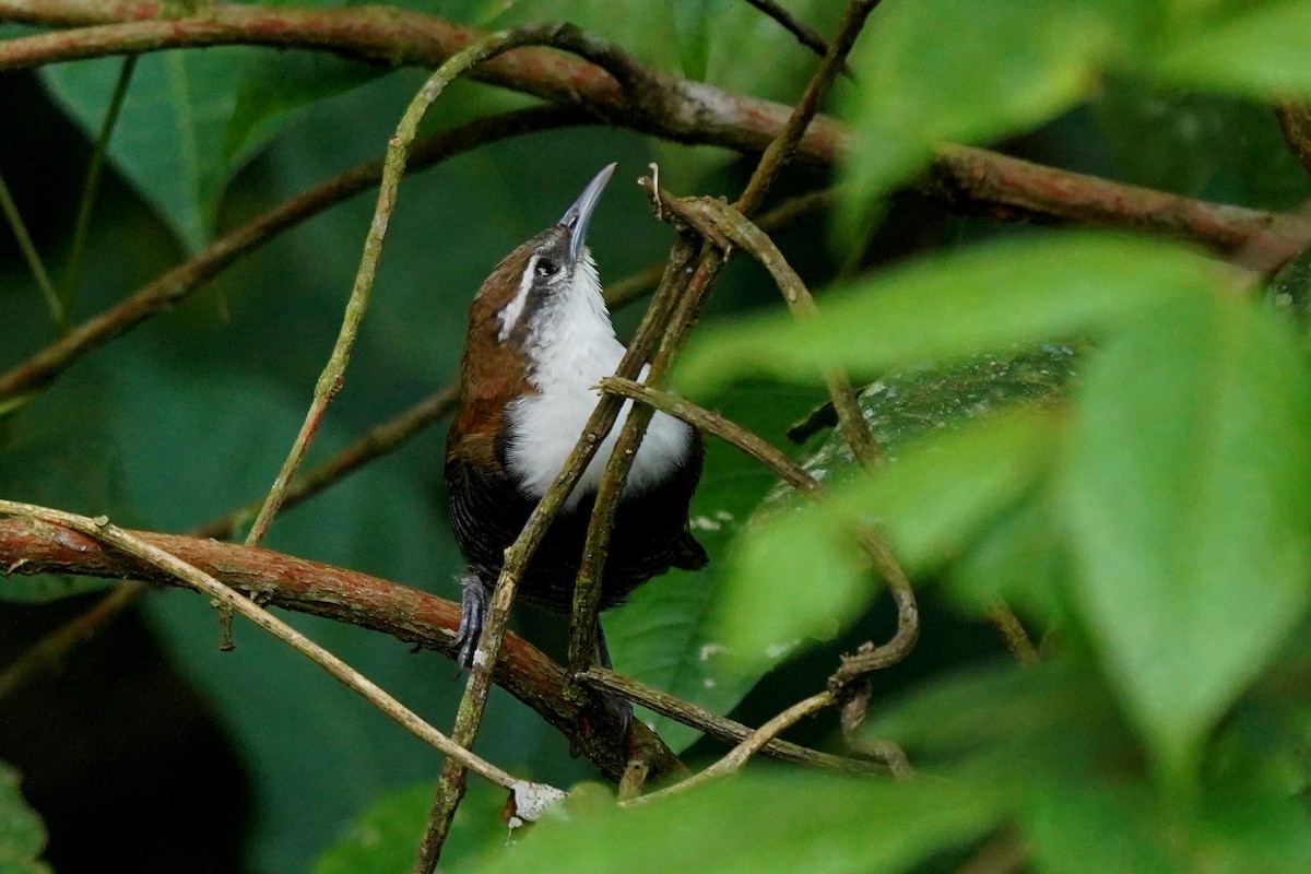 Black-bellied Wren - ML527921751