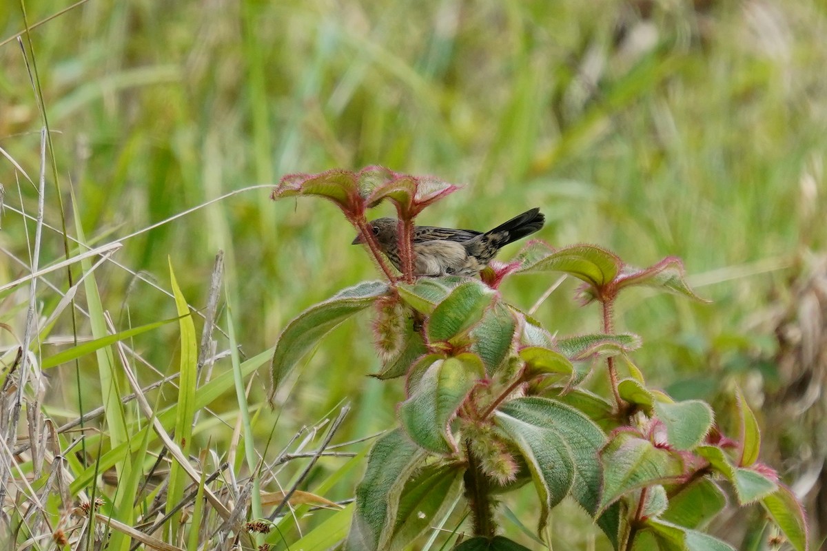 Wedge-tailed Grass-Finch - ML527922931