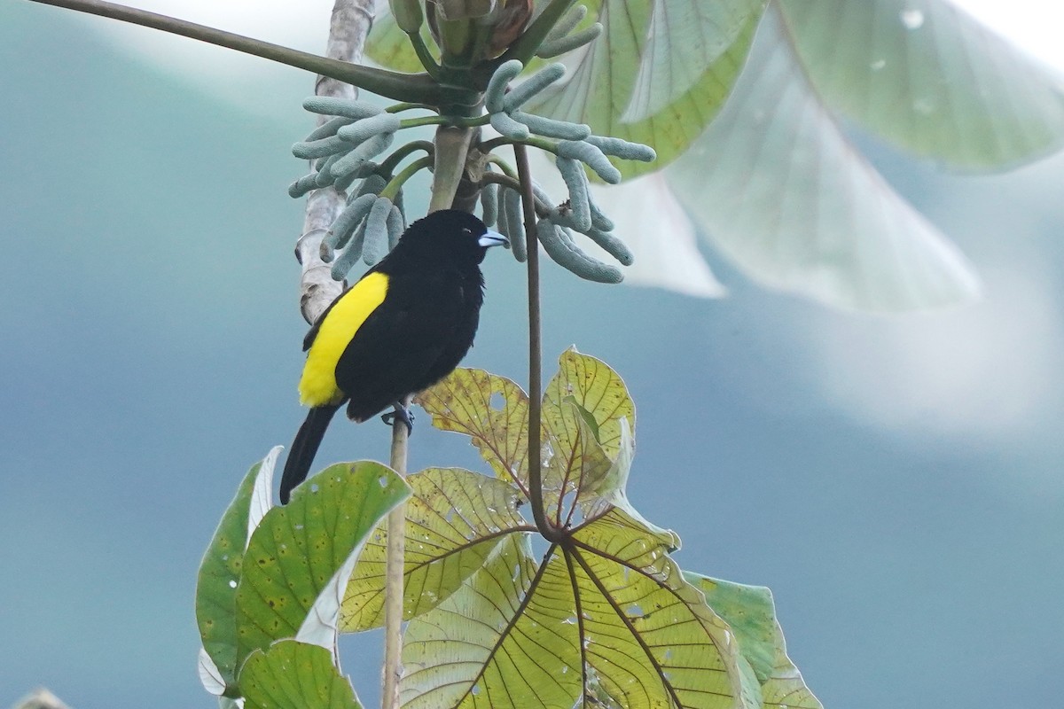 Flame-rumped Tanager (Lemon-rumped) - ML527923541