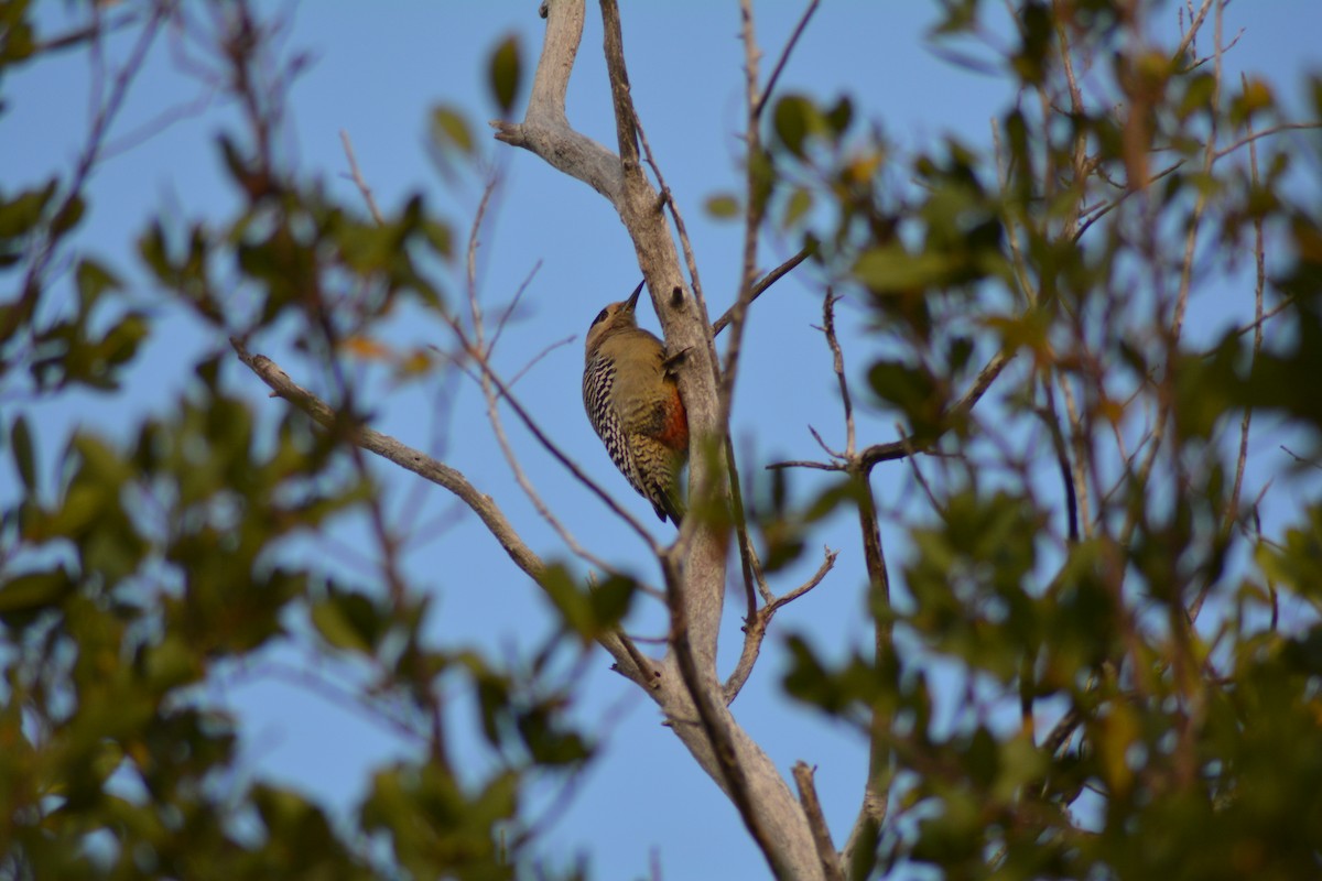 West Indian Woodpecker - ML52792541