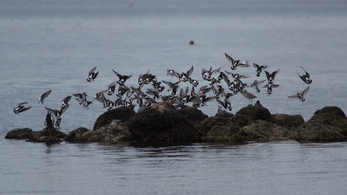 Ruddy Turnstone - Steve Lindley