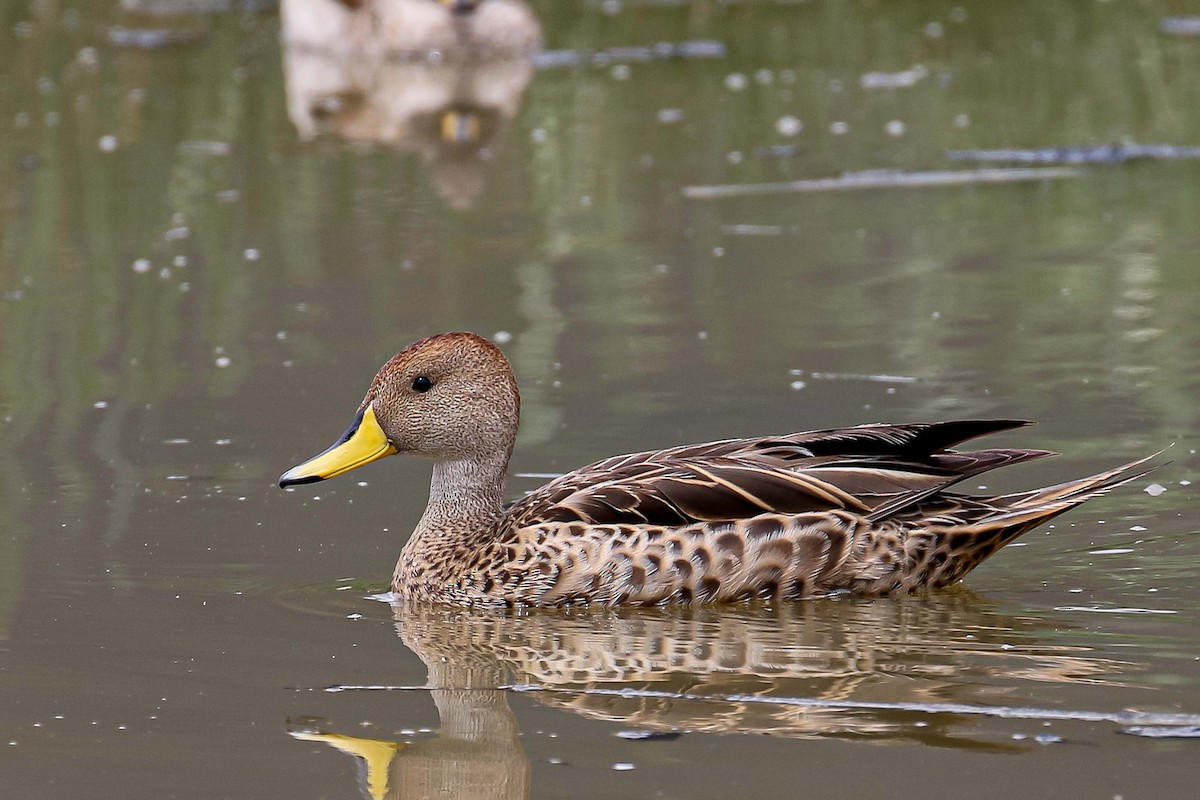 Yellow-billed Pintail (South American) - ML527927681