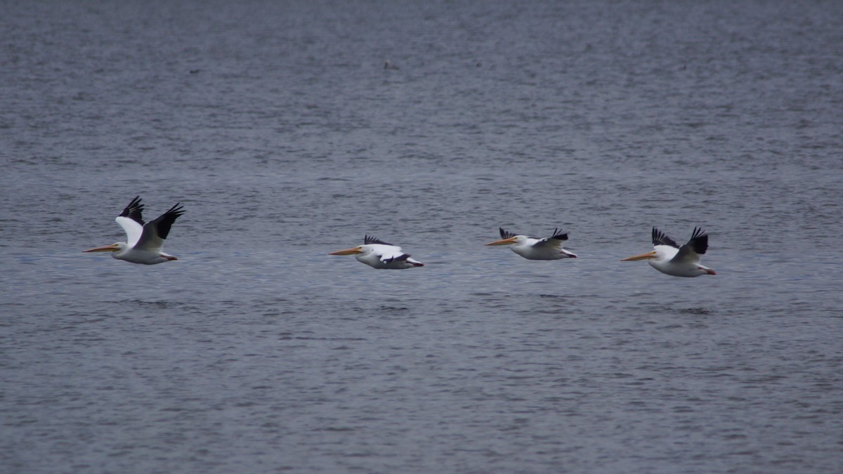 American White Pelican - ML527927801