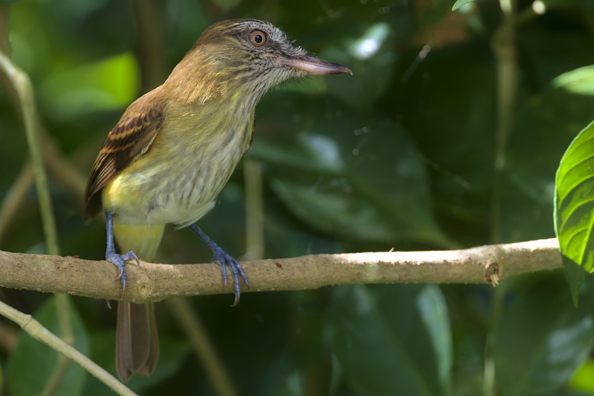 Bright-rumped Attila - Alex Muench