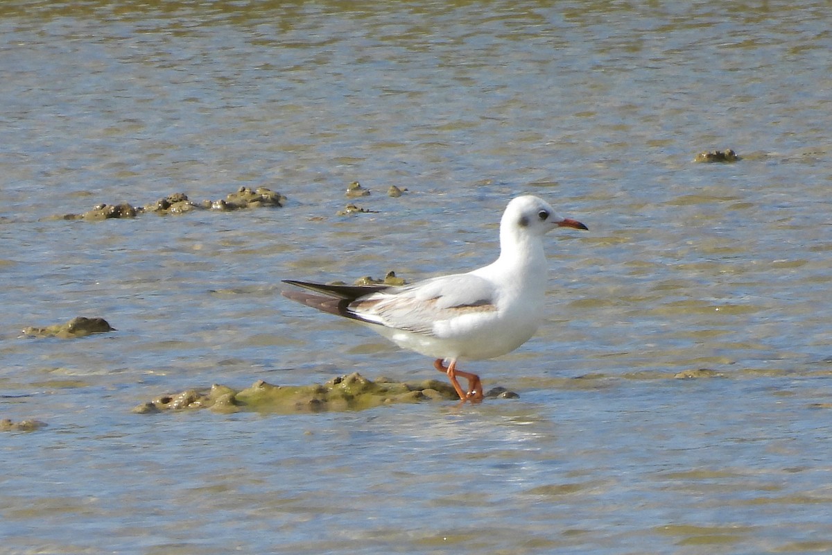 Mouette rieuse - ML527928151