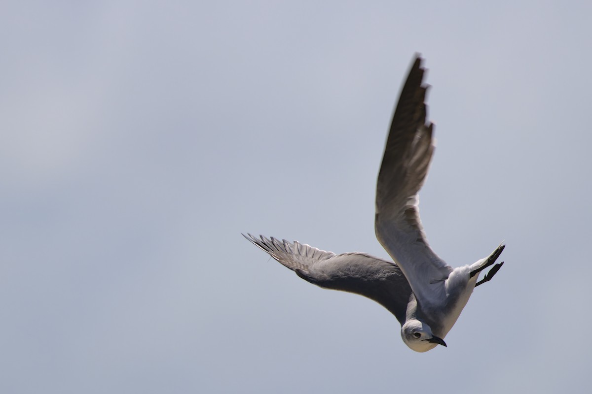 Laughing Gull - Alex Muench