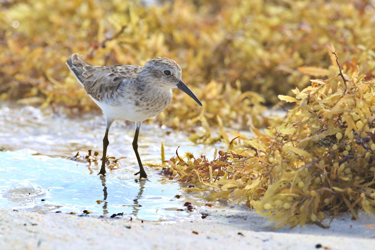 pygmésnipe - ML527928331