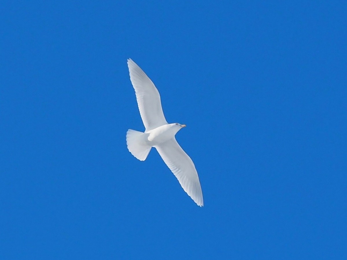 Glaucous Gull - Thierry Grandmont