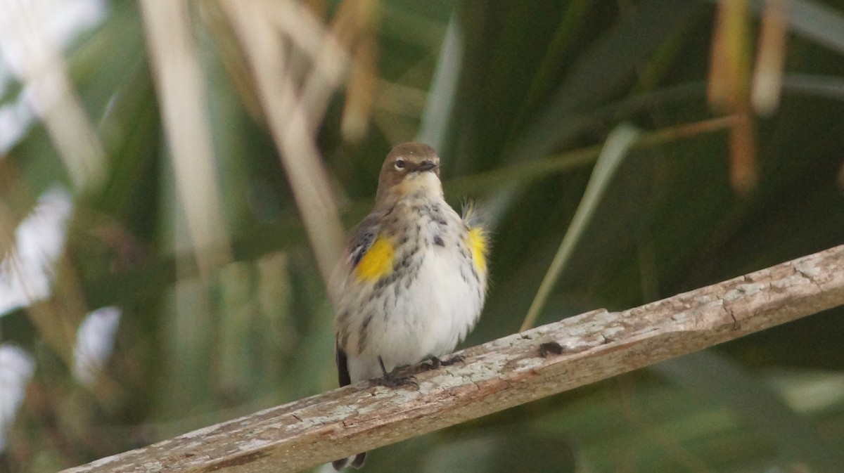 Yellow-rumped Warbler - ML527928721