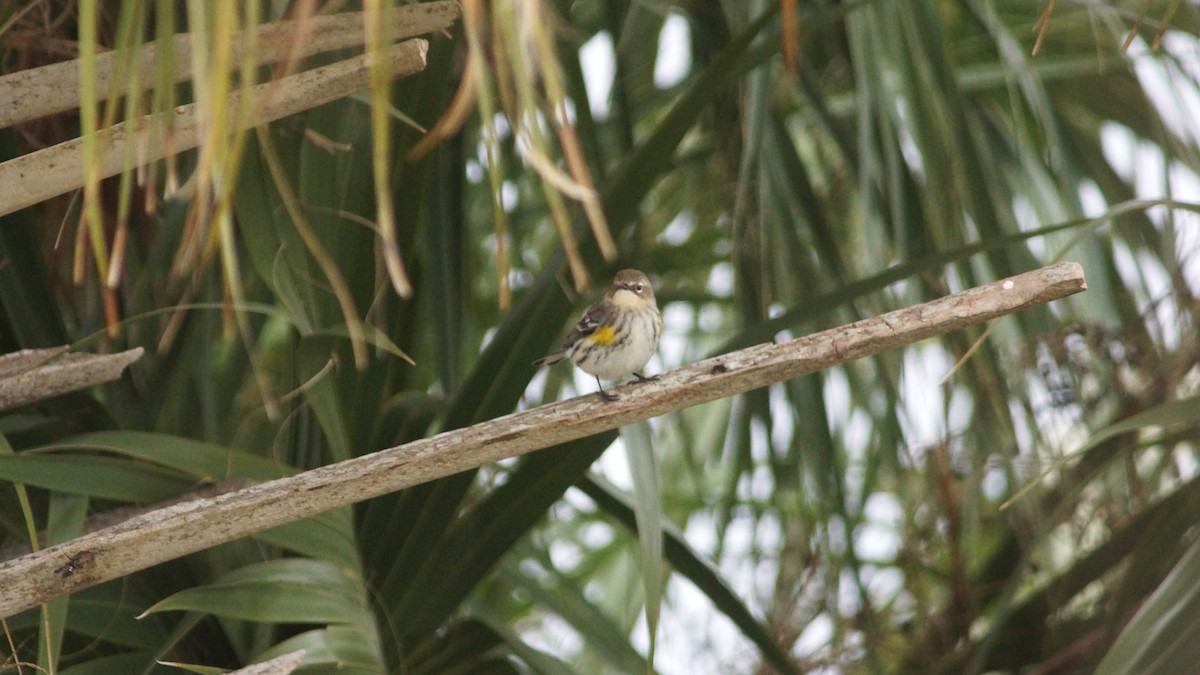 Yellow-rumped Warbler - ML527928751