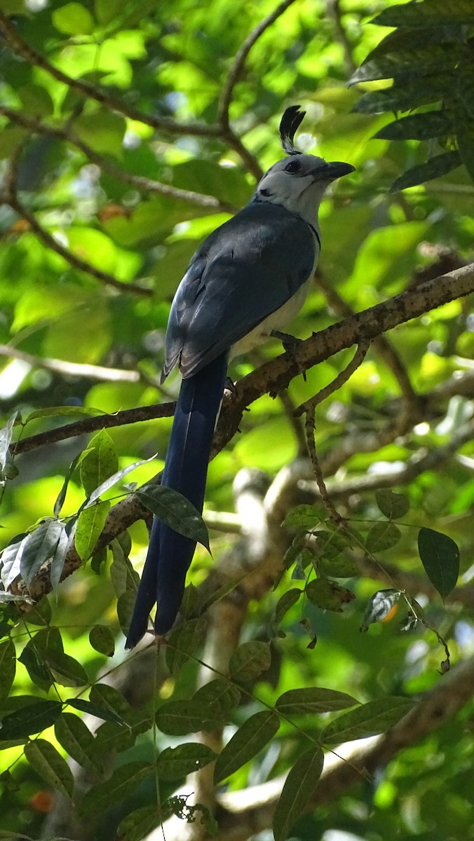 White-throated Magpie-Jay - ML527928831