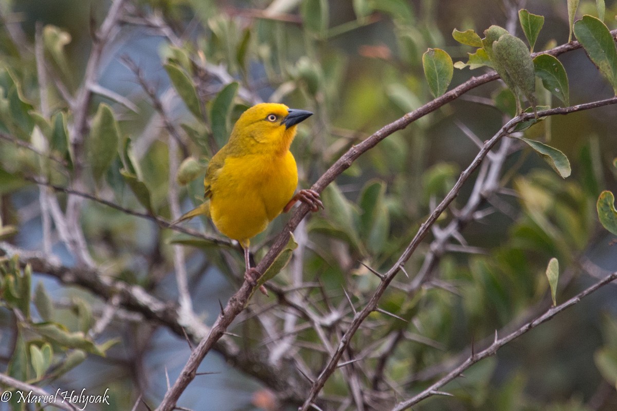 Holub's Golden-Weaver - ML527930571