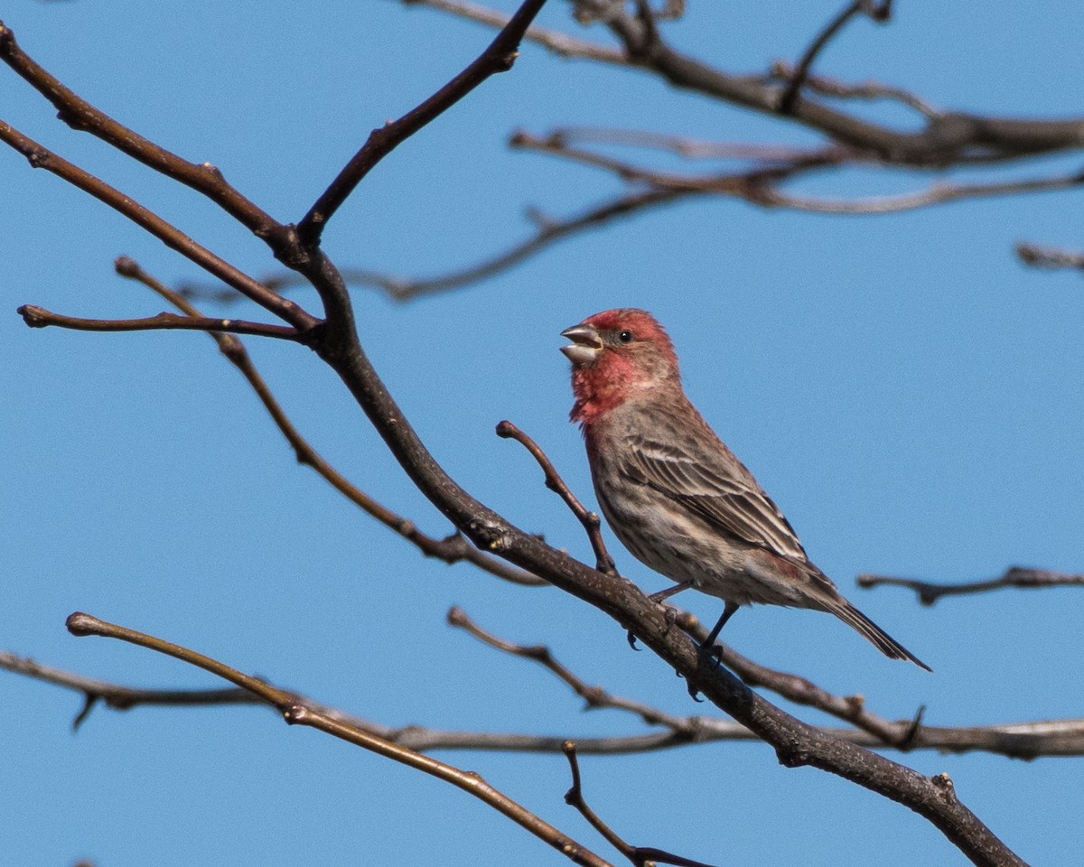 House Finch - ML52793151