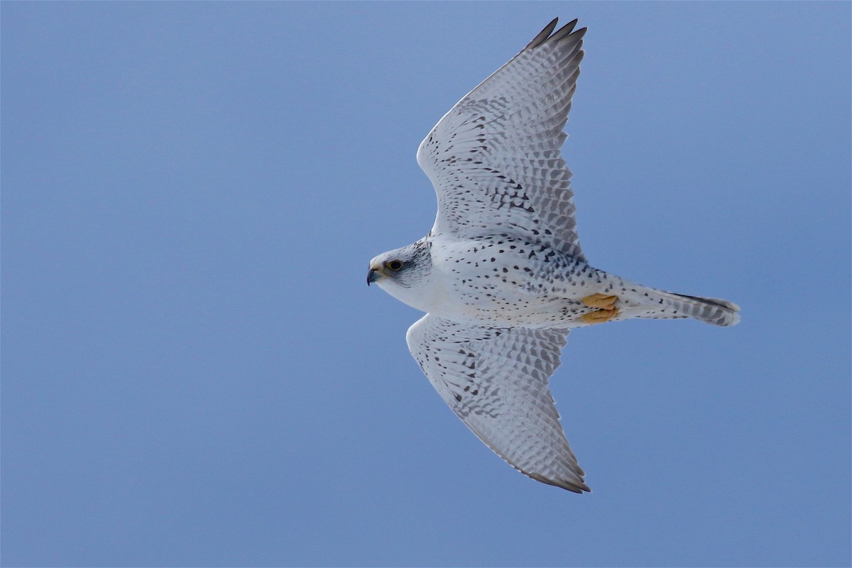 Gyrfalcon - ML527931641