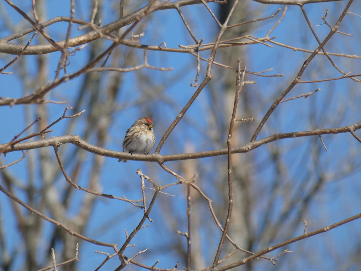 čečetka zimní (ssp. flammea/rostrata/islandica) - ML527932201